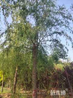 18公分嫁接垂柳