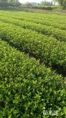 高度30厘米栀子花