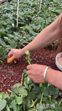 高度1500厘米月季小苗