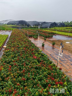 高度30厘米小叶龙船花