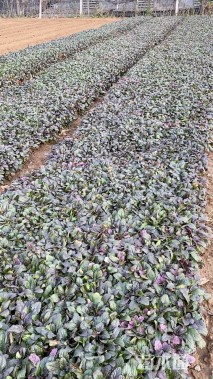 高度15厘米筋骨草