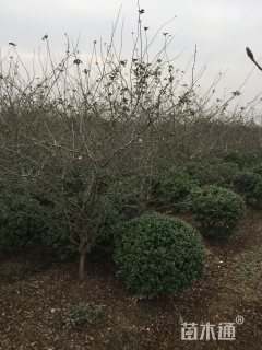 冠幅100厘米无刺枸骨球