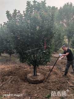 17公分绚丽海棠