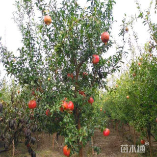高度200厘米果石榴