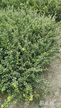 高度20厘米龟甲冬青