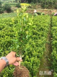 高度20厘米小叶黄杨