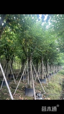 18公分洋紫荆