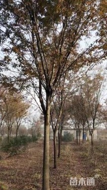 15公分榉树