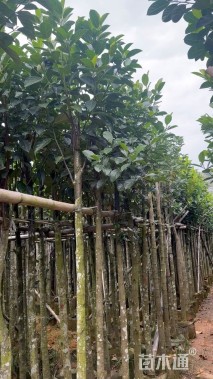 8公分菠萝蜜