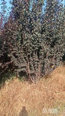 高度4000厘米丛生紫叶李