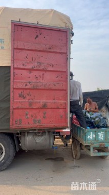 高度20厘米美丽月见草