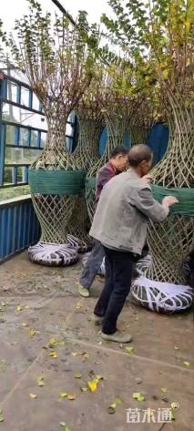 50公分紫薇花瓶