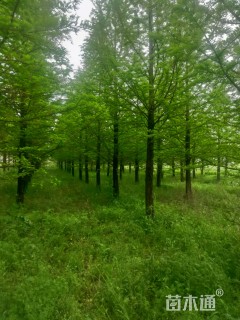 16公分墨西哥落羽杉