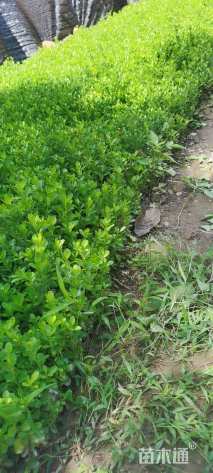 高度10厘米瓜子黄杨小苗