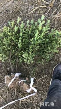 高度30厘米八角金盘