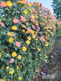 高度200厘米月季