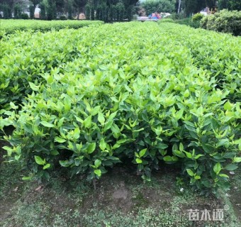 高度50厘米地中海荚迷