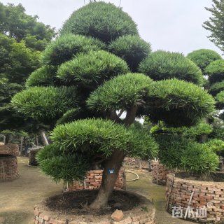 12公分罗汉松盆景