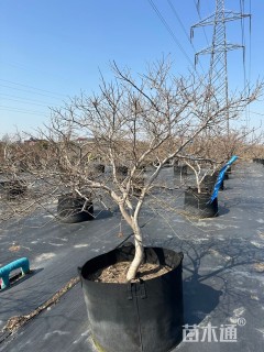 高度150厘米羽毛枫