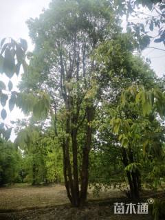 25公分香樟