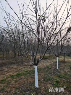 12公分垂枝樱花