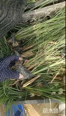 高度40厘米细叶芒