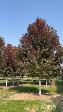 12公分美国红枫-十月光辉