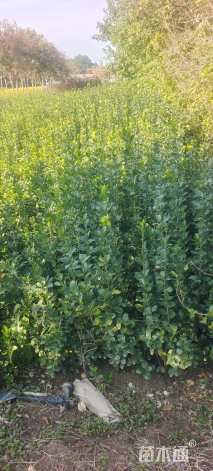 高度120厘米北海道黄杨