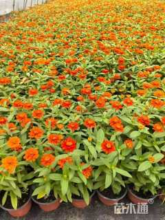 高度20厘米百日草