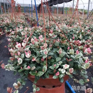50厘米花叶络石小苗