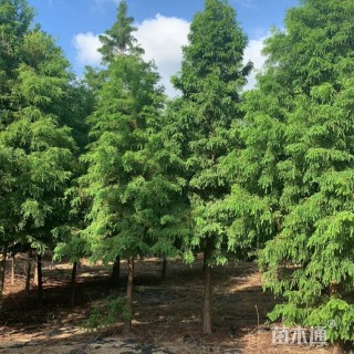 15公分中山杉