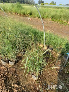 高度60厘米柳枝稷