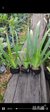 高度20厘米鸢尾