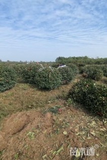 冠幅120厘米红叶石楠球