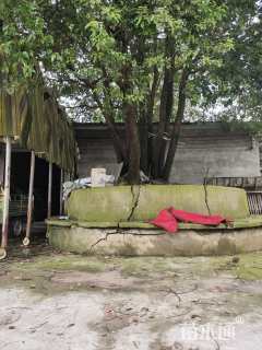 125公分丛生香樟