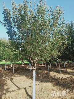 12公分绚丽海棠