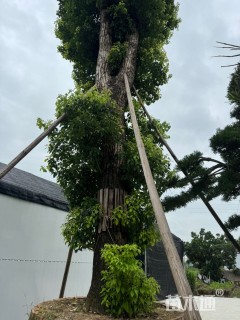 60公分香樟