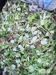 高度60厘米马蹄金