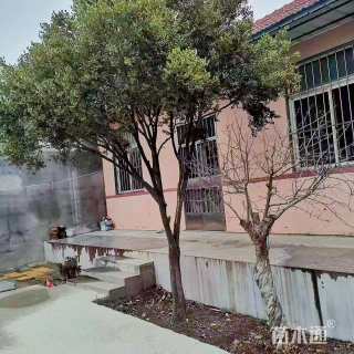 高度500厘米黄杨