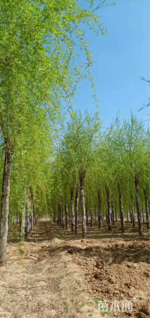 18公分嫁接垂柳