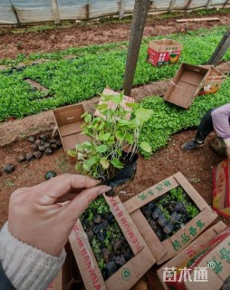 高度15厘米二月兰