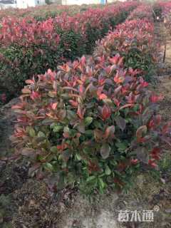 冠幅100厘米红叶石楠球