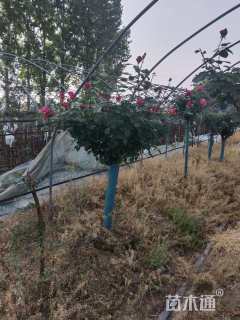 15公分树状月季