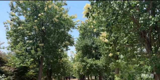 150公分暴马丁香