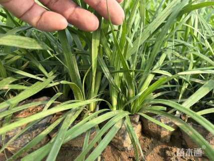 高度15厘米阔叶麦冬