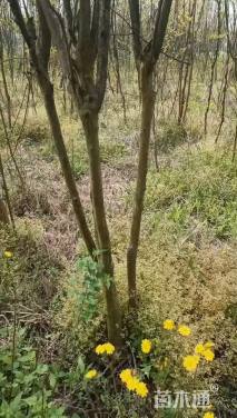 高度30厘米南天竹小苗