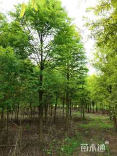 12公分池杉
