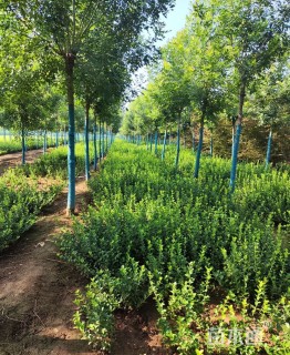 高度50厘米卫矛