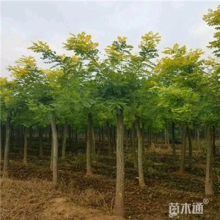 10公分金叶槐