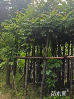 8公分麻楝
